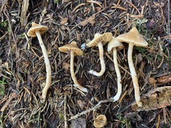 Cortinarius acutus