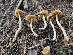 Cortinarius acutus