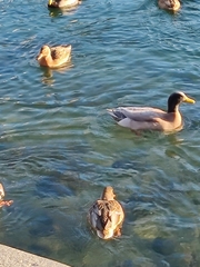 Anas platyrhynchos domesticus