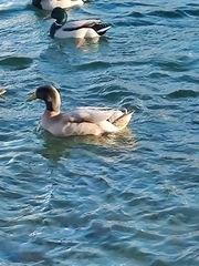 Anas platyrhynchos domesticus