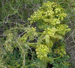 Ferula