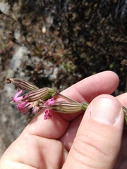 Silene scouleri scouleri