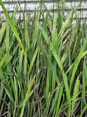 Dianella ensifolia