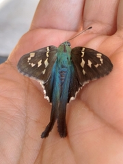 Urbanus proteus proteus