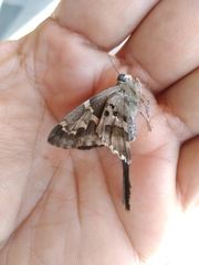 Urbanus proteus proteus