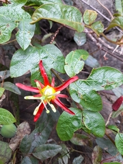 Passiflora cinnabarina