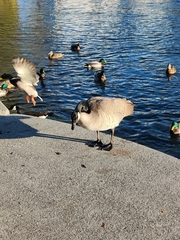 Branta canadensis