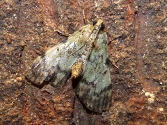 Epipaschia superatalis