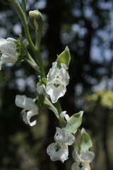 Chloraea galeata