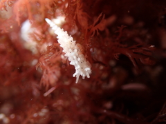 Aegires albopunctatus