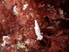 Aegires albopunctatus