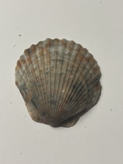 Argopecten irradians