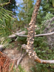 Cronartium ribicola