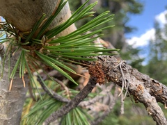 Cronartium ribicola