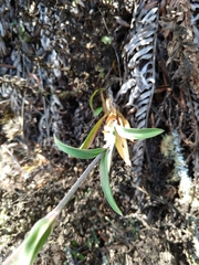 Silene scouleri scouleri