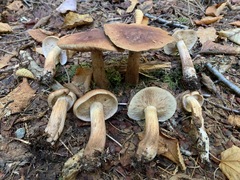 Tricholoma fulvum image