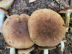 Tricholoma fulvum image