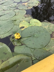 Nuphar variegata