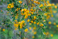 Bossiaea linophylla