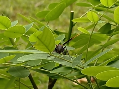 Polistes sagittarius