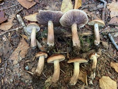 Tricholoma fulvum image