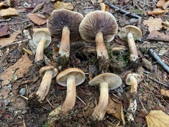 Tricholoma fulvum image