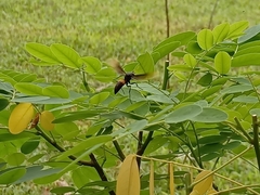 Polistes sagittarius