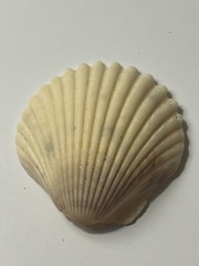 Argopecten