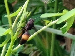 Polistes sagittarius