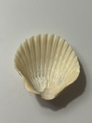 Argopecten