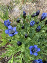 Gentiana calycosa