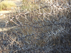 Vachellia karroo