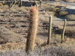 Trichocereus atacamensis