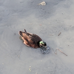 Anas platyrhynchos domesticus