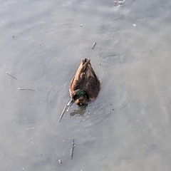 Anas platyrhynchos domesticus