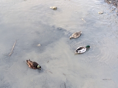 Anas platyrhynchos domesticus