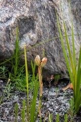 Moraea neglecta