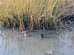 Anas platyrhynchos domesticus