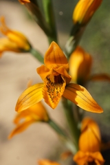 Chloraea chrysantha