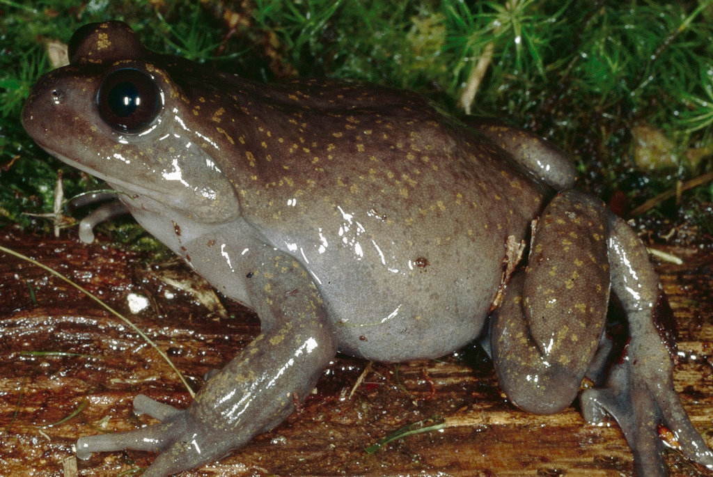 Amazonas Water Frog
