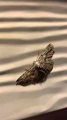 Iridopsis larvaria