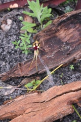 Caladenia parva