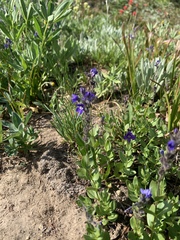 Veronica cusickii