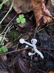 Inocybe geophylla