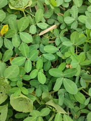 Arachis