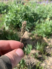 Poa alpina