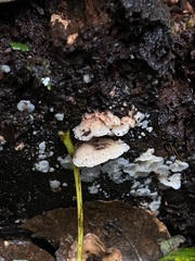 Scytinotus longinquus