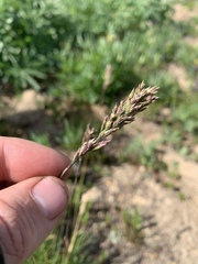 Poa alpina