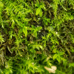 Hyophila involuta