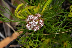 Serruria rubricaulis
